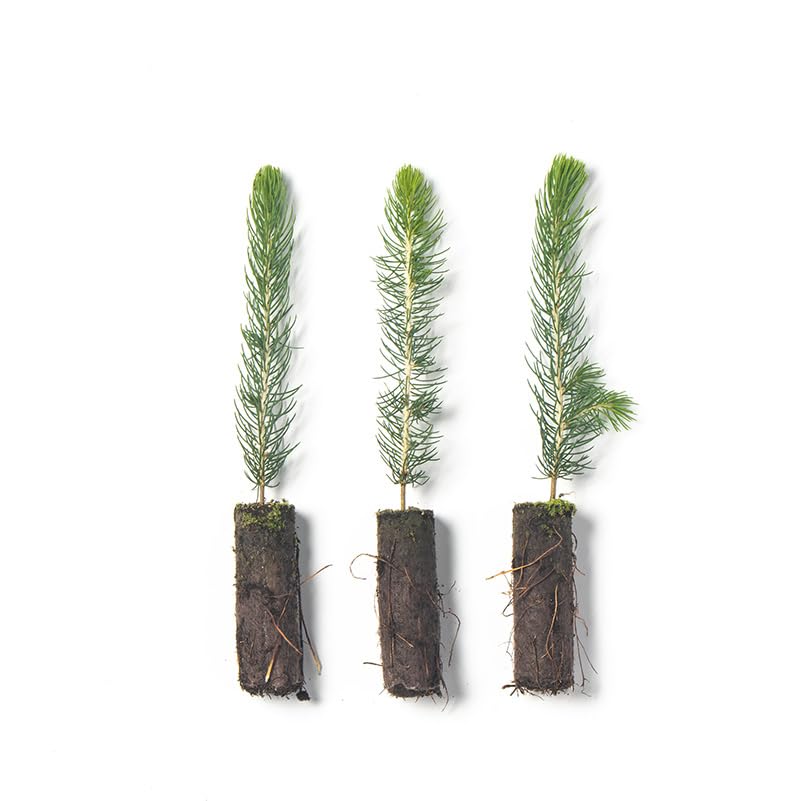 Colorado Blue Spruce Tree Plug