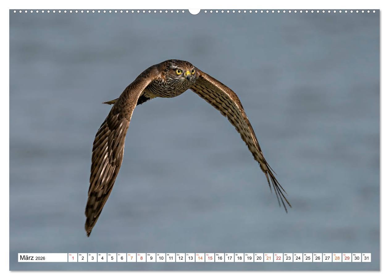 Heimische GREIFVÖGEL Adler Milan Bussard Weihe Sperber (Wandkalender 2026 DIN A2 quer), CALVENDO Monatskalender: Ausgesuchte Aufnahmen aus der Familie der Habichtartigen (CALVENDO Tiere)