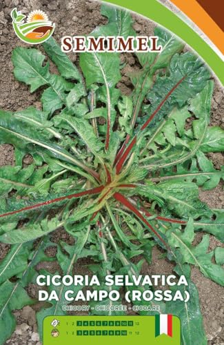 Cicoria Selvatica Rossa da Campo- Semi Ortaggio a Foglie Appuntite Rosse, Semina e Raccolto Stagionale, Adatta Tutto l'Anno 3 confezioni