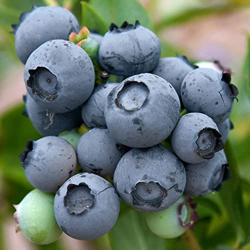 Blueberry Bush Duke - Vaccinium corymbosum | Deciduous Outdoor Hardy Garden Fruit Shrub | Edible Berries, High Yielding Orchard Plant | 9cm Pot
