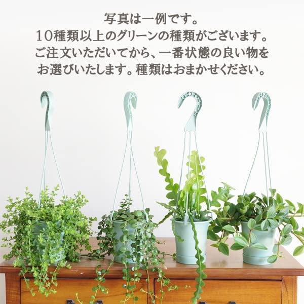 吊り下げ ２セット 鉢付き おしゃれ 本物 インテリア 吊るす 【ガシュマル】 ハンギング 吊れる