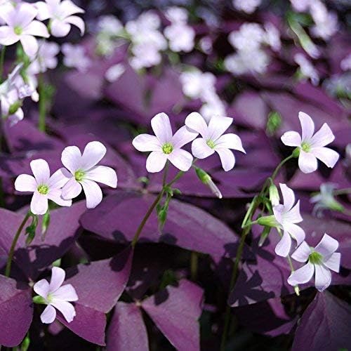 Oxalis Triangularis 'Purple Shamrocks' - 15 Fresh, Ready to Plant, U.S. Grown Bulbs