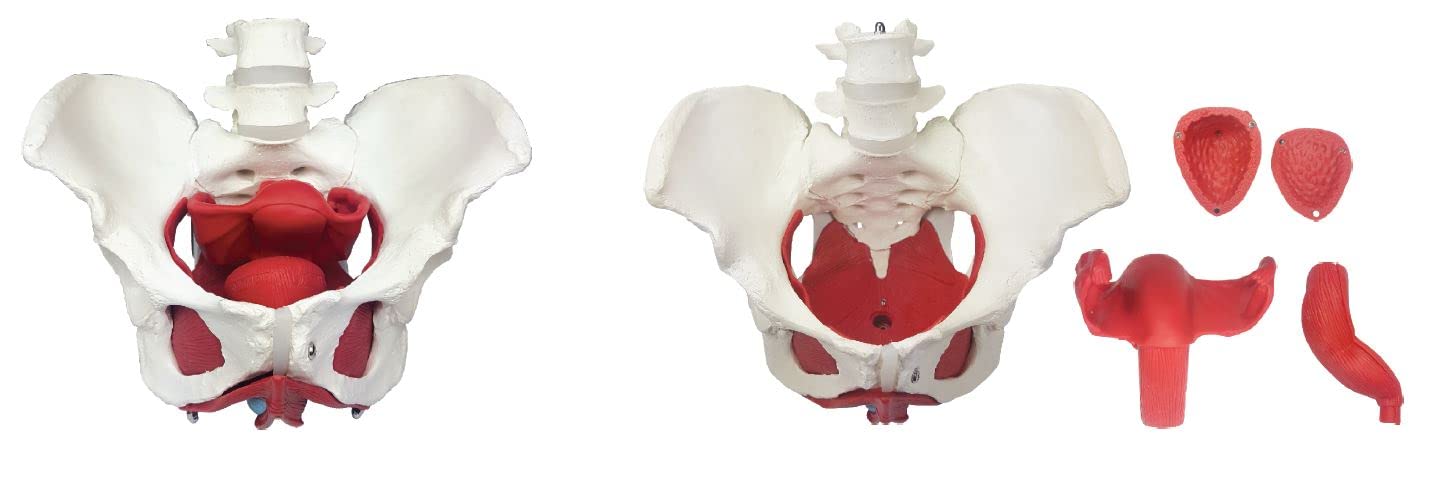 ZX | Female Pelvic Muscles with Removable Genitals | Life Size | PVC | Anatomical Model (B0BHWXX4S4) Amazon Price History, Amazon Price Tracker