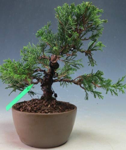 観葉植物 盆栽 真柏の人気商品 通販 価格比較 価格 Com