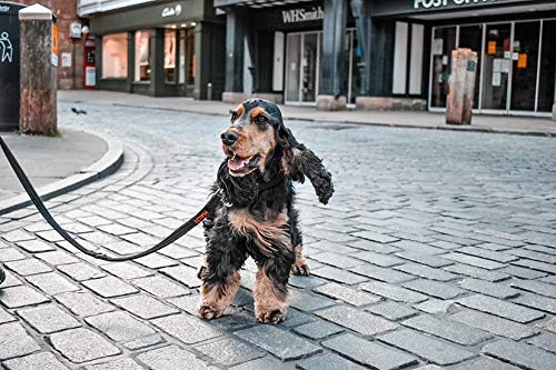 Halti Training Grafite (1,87 m), pequeno, preto