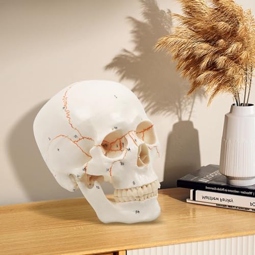 Image of Human Skull Anatomy Model, Life Size Detachable 3 Part with 54 Laser Etched Numbered Parts, Skull Model for Medical Students
