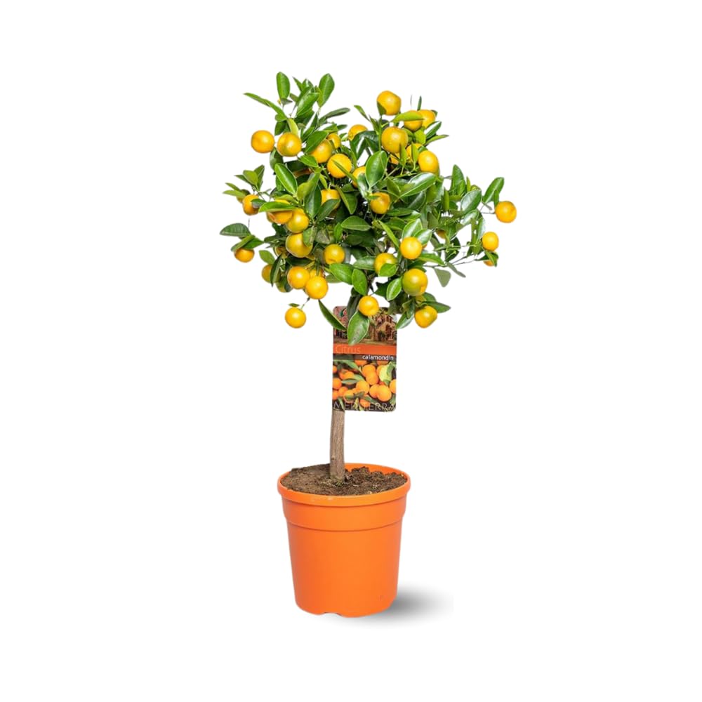 Mandarinier calamondin Attitude Jardin h75-85cm agrume d'intérieur
