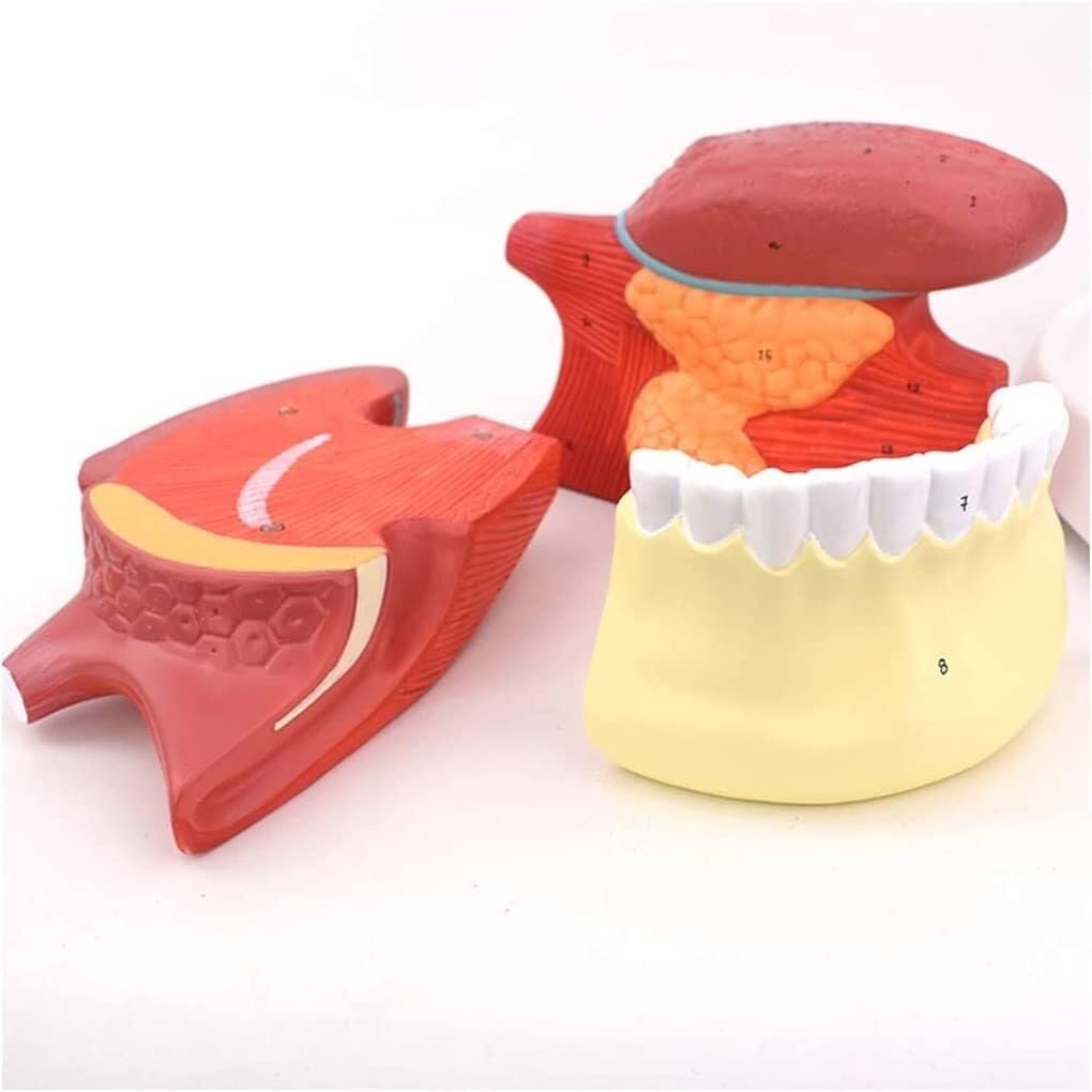 Modello anatomico della Lingua Umana, Modello anatomico dei Denti della Lingua, Modello di Simulazione della Struttura della Lingua Umana, Modello didattico dell'anatomia Muscolare
