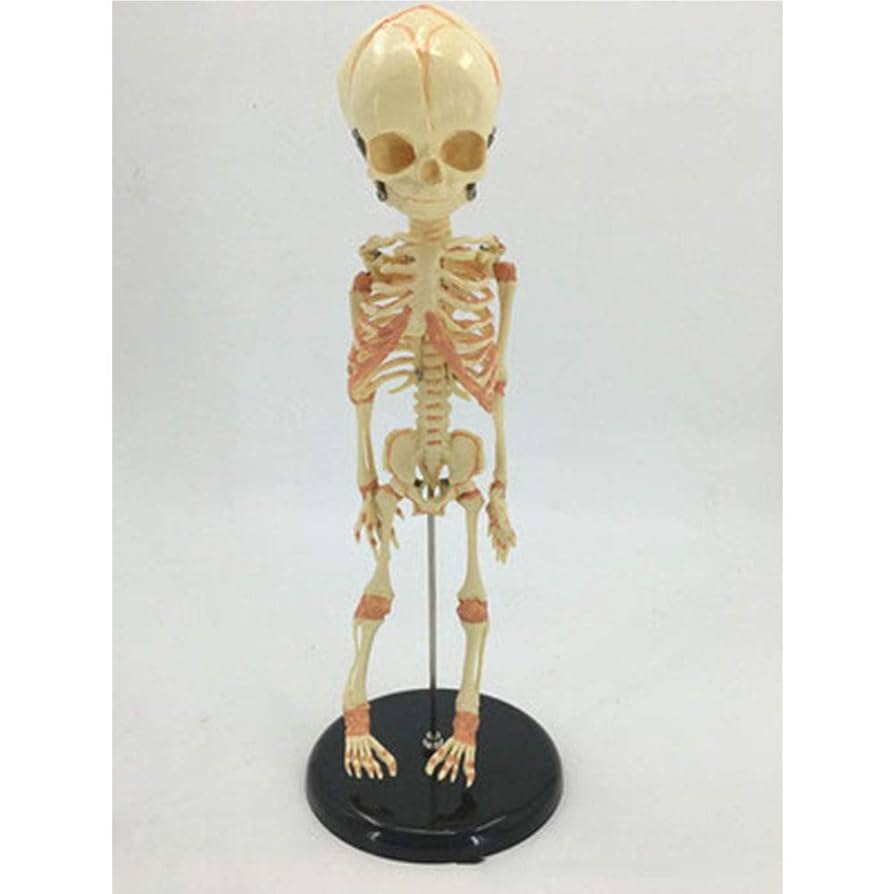 M4☆洋書 THE BODY BOOK 人形の本☆ M4☆洋書 THE BODY BOOK 人形の本☆