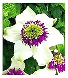 BALDUR Garten Waldrebe Clematis 'Florida Sieboldii' winterhart, 1 Pflanze, Klematis mehrjährige blühende Kletterpflanzen, bienenfreundlich und schmetterlingsfreundlich, blühend, Clematis Hybride