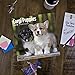 Corgi Puppies 2019 16 Month Wall Calendar 12 x 12 Inches
