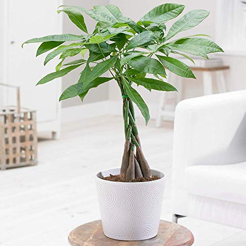 Plante Pachira Aquatica - Tige tressée Idéal Bureau Maison Arbre Décoratif en pot de 12cm