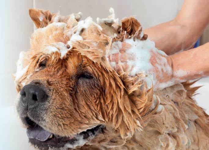 EHASO Intensiv Hundeshampoo 1000 ml
