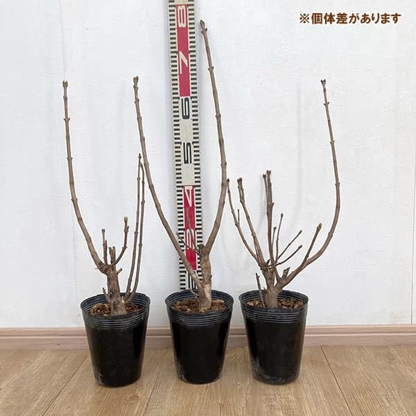 Amazon.co.jp: ライラック：ウェッジウッドブルー5号ポット[ライラック