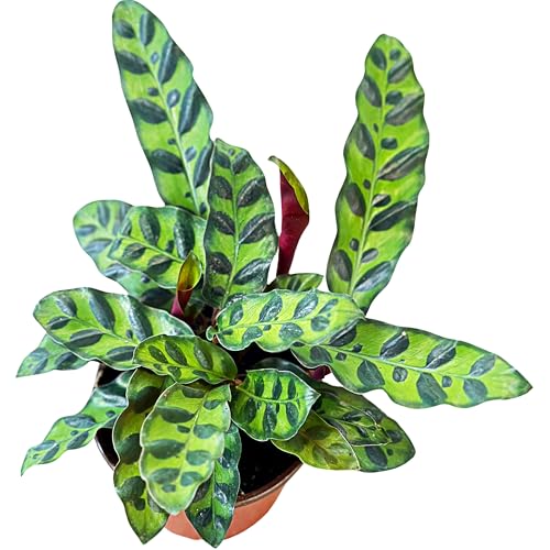 Comparison: Best Pot For Calathea 8 Rattlesnake Calathea Plant Live in 4" Pot - Live Rattlesnake Plant - Pet Safe Easy to Grow Air Purifying Indoor Outdoor House Plants Flowers for Home Office Wedding Decor & Birthday Gift (Large)