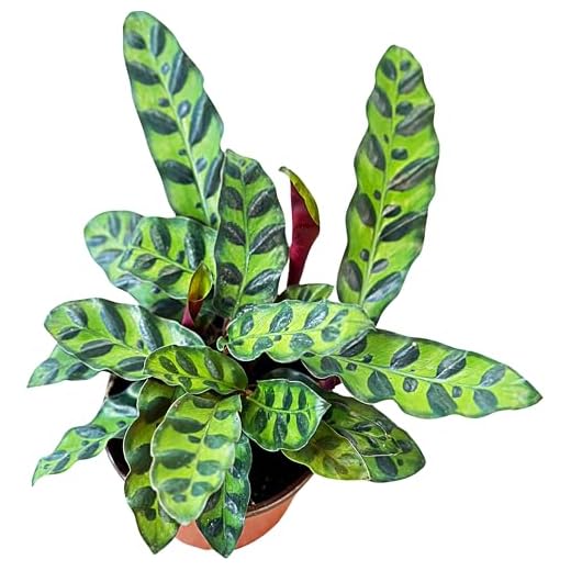 Rattlesnake Calathea Plant Live in 4" Pot - Live Rattlesnake Plant - Pet Safe Easy to Grow Air Purifying Indoor Outdoor House Plants Flowers for Home Office Wedding Decor & Birthday Gift (Large)