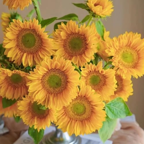 semillas de girasol perennes resistentes - interior silvestres jardín 30pcs