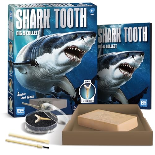 EggBox Kit de fouille et de Collecte de Dents de Requin, 1 échantillon de Dents de Requin et 8...