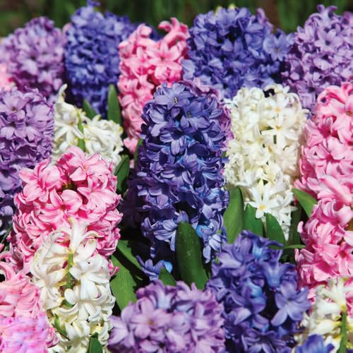 3 Hyacinth Bedding Mixed Bulbs - Vibrant Colours for Your Spring Garden - Perennial Favourites, Suitable for Large Group Plantings - Cultivated for UK Climate