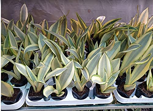 CAPPL Sansevieria Trifasciata Ghost | Snake Plant with Pot : Amazon.in:  Garden & Outdoors