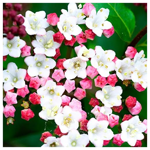 GardenersDream Viburnum Tinus Laurustinus Plant - Outdoor Garden Ready Flowering Shrub - Beautiful Evergreen Garden Shrub - Potted Outdoor Plant for Borders and Patios (9cm Pot, 20-30cm)