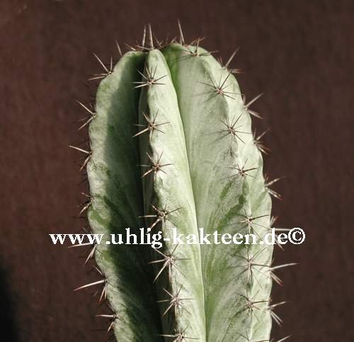 Uhlig Kakteen Polaskia chichipe 5,5 cm x 20 cm : Amazon.de: Garten