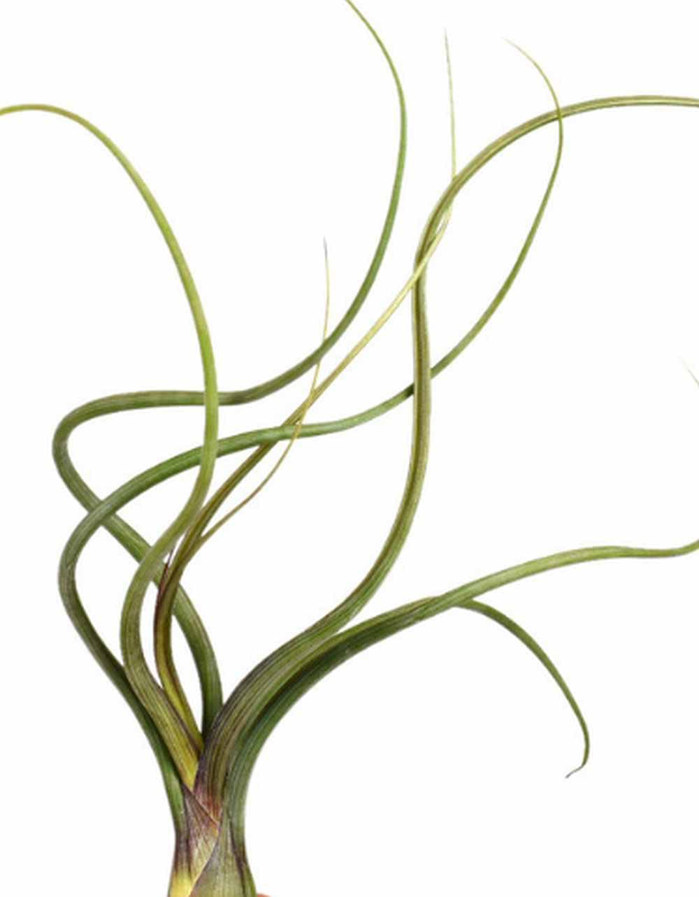 Air Plant - Easy to Keep House Airplant - Tillandsia Gift Bromeliad (Baileyi) — image 1
