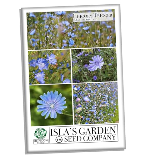 Trigger Chicory Flower Seeds (Cichorium intybus) – 1500+ Heirloom Non-GMO Seeds by Isla’s Garden Seeds, Blue Chicory Wildflower, Pollinator-Friendly Meadow Blooms, Naturalized Landscape Flower, Herb - Image 2