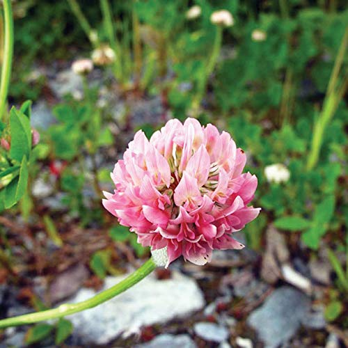 Alsike Clover 14,000 Seeds For Planting 14 Grams For Planting Non Gmo Bulk Usa Harvested Pollinator Bee Butterfly Nitrogen Fixer For Gardens #TOP28