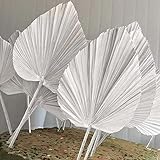 Focalmotors 1PC Colored Dried Palm Leaves, Natural Palm Leaves for Home Party Decoration, Wedding...