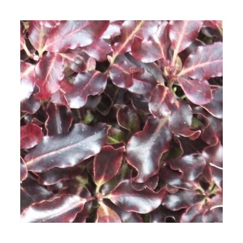 Pittosporum tenuifolium 'Tom Thumb' 15cm Pot Size Cover