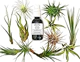 12 Pcs Tillandsia Air Plant Lot/Kit Includes 11 Plants and 1 Bottle of Organic Air Plant Fertilizer Food/Plus Gifting Box