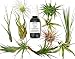 12 Pcs Tillandsia Air Plant Lot/Kit Includes 11 Plants and 1 Bottle of Organic Air Plant Fertilizer Food/Plus Gifting Box