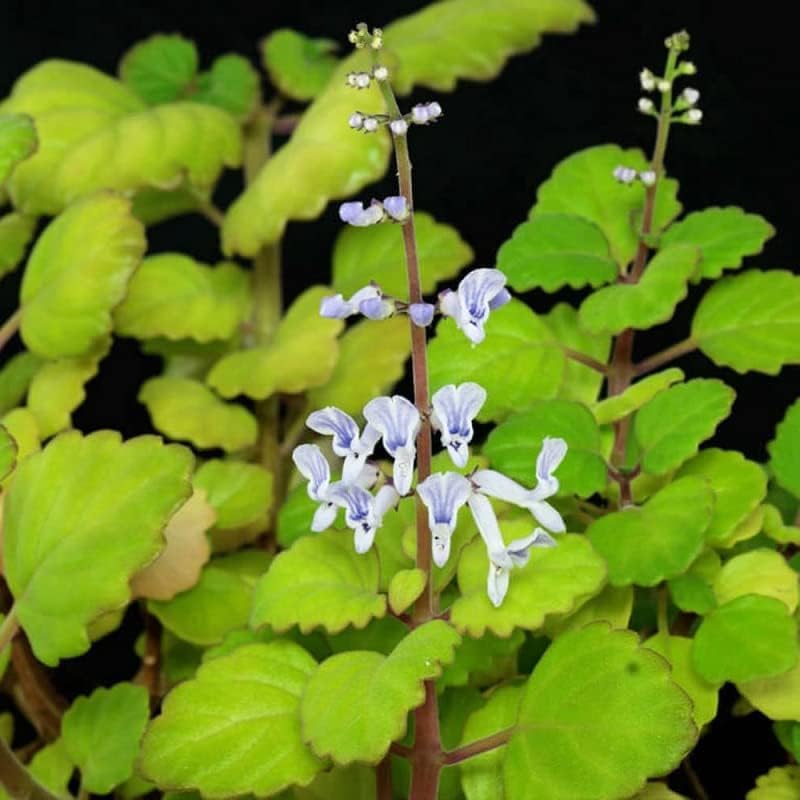 Amazon.com : 2 Swedish Ivy Plants Live Indoors to Grow, in 4 Inch Pot,  Purple Plectranthus Swedish Ivy House Plants, Live Swedish Ivy Vine, 4-6"  Tall (Green Swedish Ivy) : Patio, Lawn & Garden