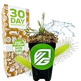 Cape Sundew Live Carnivorous Plant - Drosera capensis by Wellspring Gardens - Starter Plant - Live Potted Indoor Plant, Ideal for Home & Office Environments and Plant Enthusiasts (Cape Sundew)