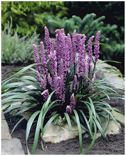 Stauden Gänge 1 x Liriope muscari ‚Purple Passion' im 1 Liter Topf (Ziergras/Staude/Winterhart/Mehrjährig/Stauden/Immergrün) Lilientraube - Ein Hauch von Eleganz in sattem Purpur