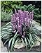 Produktbild Stauden Gänge 1 x Liriope muscari Purple Passion' im 1 Liter Topf (Ziergras/Staude/Winterhart/Mehrjährig/Stauden/Immergrün) Lilientraube - Ein Hauch von Eleganz in sattem Purpur