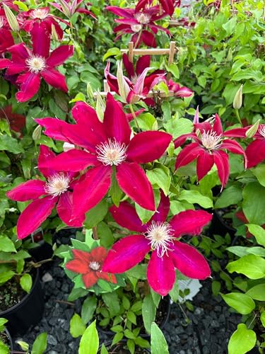 Perennial Farm Marketplace (Clematis Hybrid Rebecca) (Clematis Hybrid Rebecca) Vine, 4 Quart, Velvety Red Flowers Perennial Farm Marketplace (Clematis Hybrid Rebecca) (Clematis Hybrid Rebecca) Vine, 4 Quart, Velvety Red Flowers