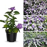 Yesterday Today and Tomorrow Plant Live, 5 to 8 Long Seedling, Well Rooted, Brunfelsia Plant Live for Garden Flower Plant