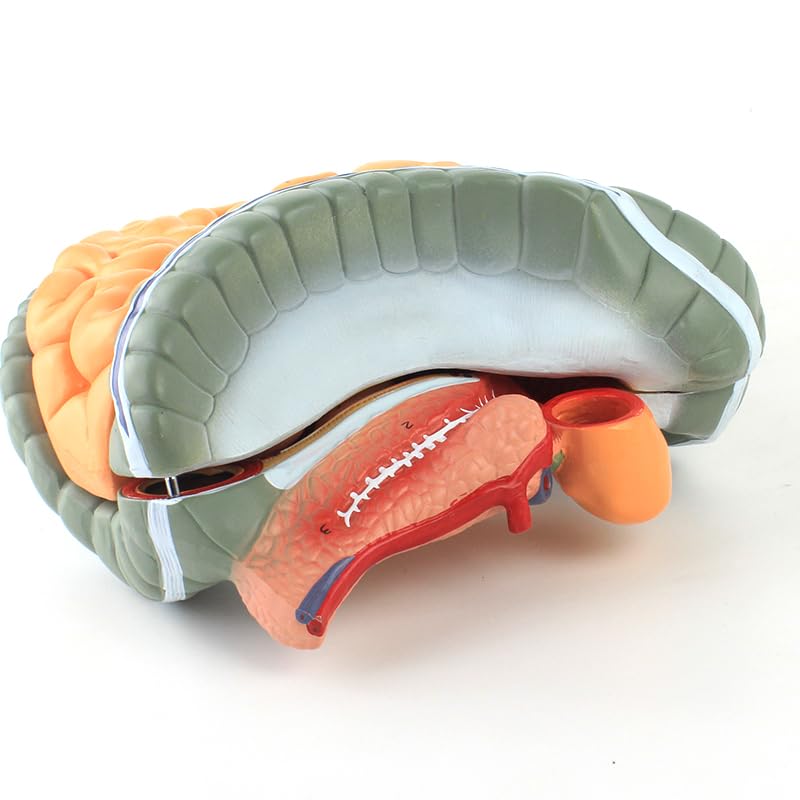 Life-Size Human Intestine Anatomy Model - Colon with Small Intestine, Detachable Digestive System Organ for Medical Education and Study