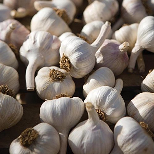 Garlic for Planting UK -Garlic 30 cloves'Red Donetsk' Hardy Bulb (Planting Now) from 3 Bulbs
