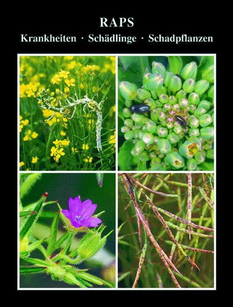 Raps: Krankheiten, Schädlinge, Unkräuter