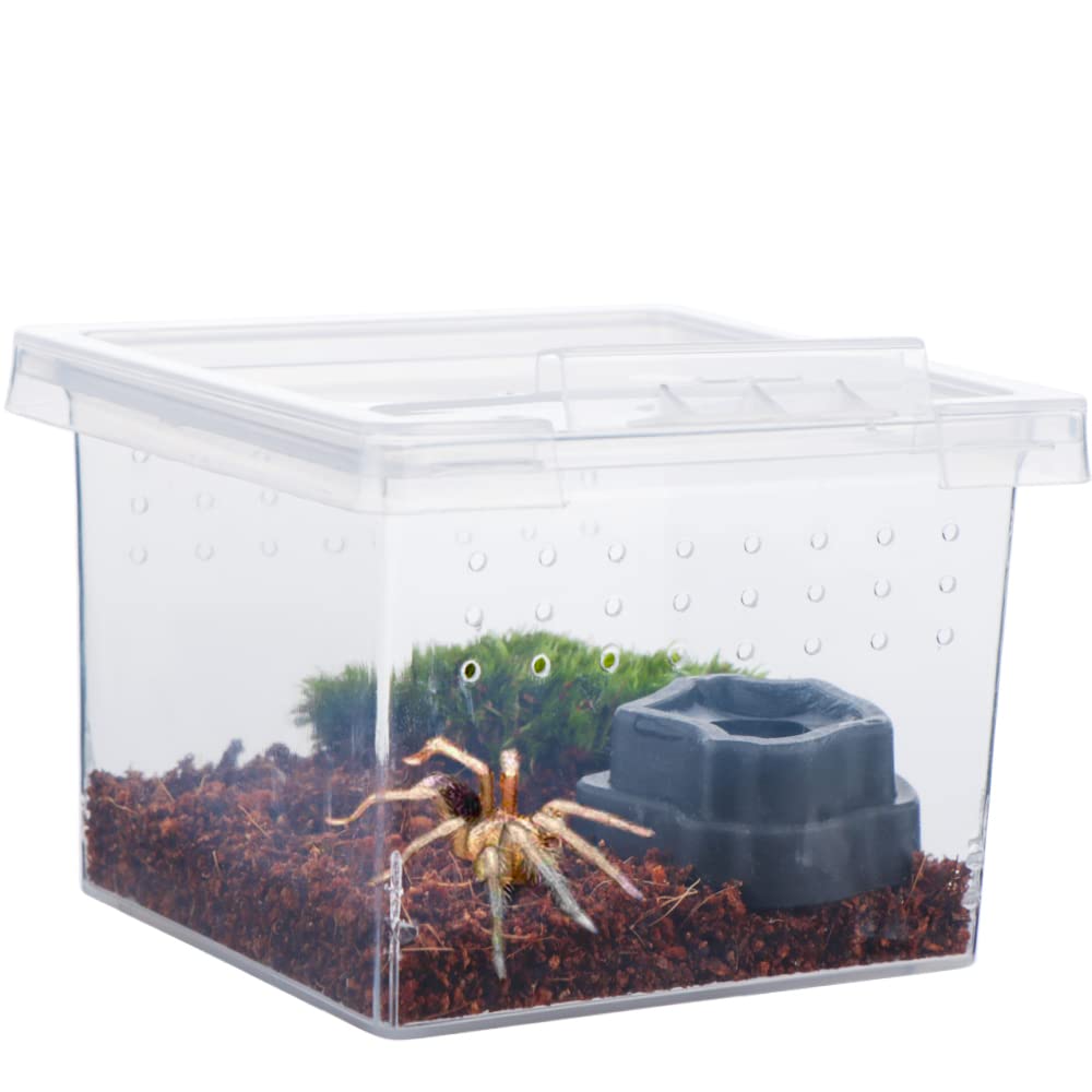 Acrylic Feeding Containers 10 Pcs Spider Terrariums - Small Round ...