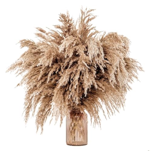 Pampas Grass Large Tall Fluffy Pampas Grass Brown Dry Pompous