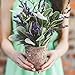 APHER 5 PCS Artificial Flocked Lamb's Ear Leaf Fake Greenery for Wedding Home DIY Decor