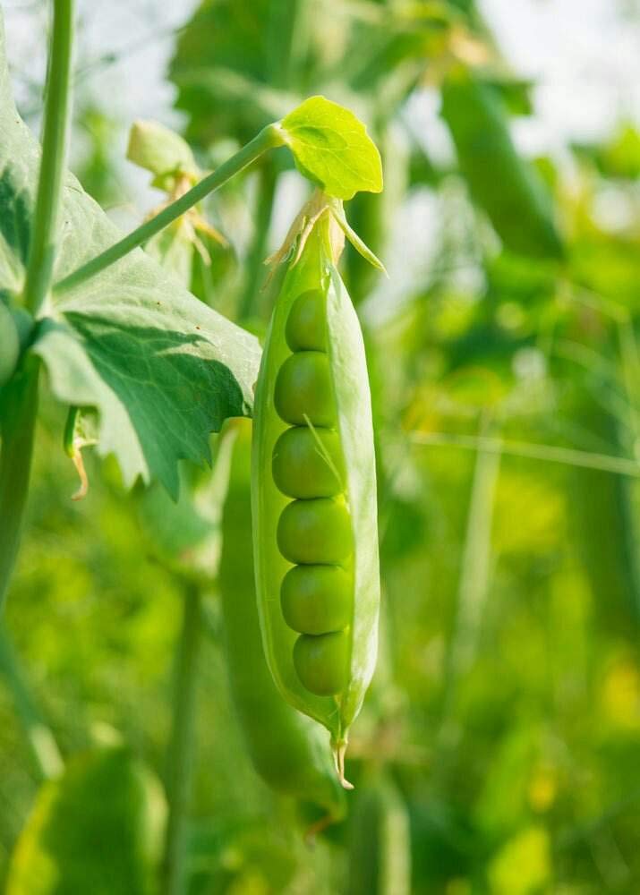 VibeX High Germination Pea Seeds Organic Vegetable-200 Seeds (B0BBGQV4TY) Amazon Price History, Amazon Price Tracker