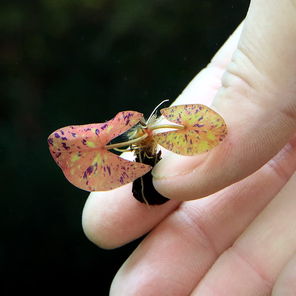 水草　トリミング　水中葉　無農薬　無害虫 楽天市場】（水草） ニューラージパールグラス（25本） 無農薬