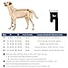 Fico Dog Front Leg Brace for Wrist Support, Carpal Brace for Dog & Cats, Vet Approved Dog Leg Sleeve with Removable Splints, Orthopedic Support for Arthritis, Injury & Post-Surgery Recovery Wrap (M)