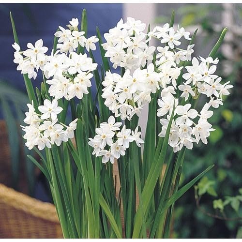 Image of Live Nargis Plant Pack of 1 | Nargis Flowering Plant for Home Garden | Indoor Outdoor Decorative Flower Plant for Balcony Terrace