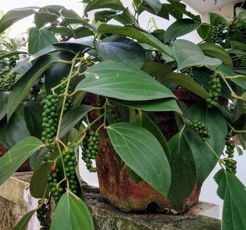 Black pepper tree live plant,live plant for black pepper tree (Pack of 1)